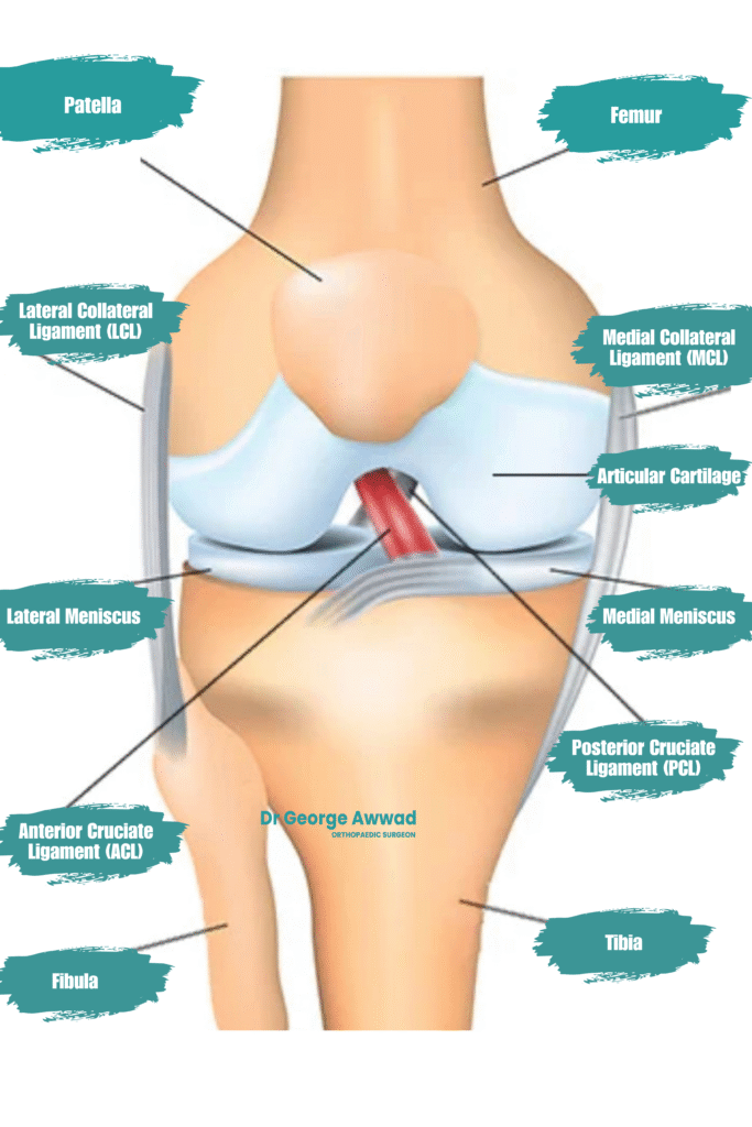 knee ligaments adelaide